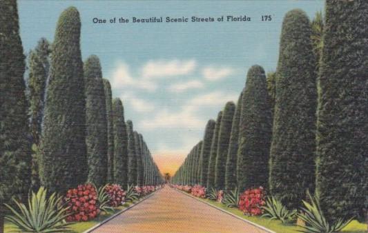 Cedar Tree Lined Street In Florida