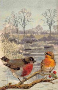 Robins on Branch Country Pond Bird #1 1910c Greeting postcard