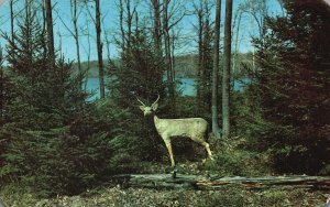 Vintage Postcard Native Deer Throughout Pocono Mountains Pennsylvania PA