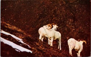 Close View Mountain Sheep Family Alaska Snow Rock Dirt Terrain Postcard Unused 