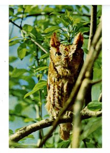 Birds - Screech Owl