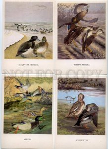 152478 Birds of Russia BAIKAL COMPLETE Set Old 16 Cards #2