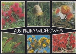 Wildflowers Australian Flower Rare Kangaroo Paw Wattle Orange Banskia Postcard