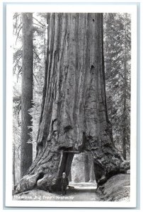 c1910's View Of Wawona Big Tree Yosemite California CA RPPC Photo Postcard