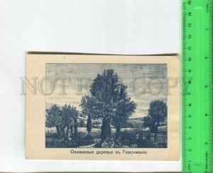 474892 Palestine Israel olive trees in Gethsemane Vintage handmade postcard