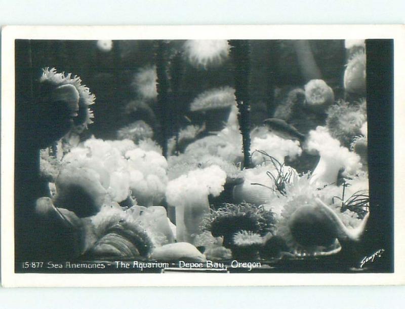 Pre-1950 rppc AQUARIUM TOURIST ATTRACTION Depoe Bay - By Salem & Eugene OR W0478