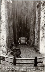 Redwood Highway CA The Cathedral Tree Shrine Of The Redwoods RPPC Postcard G17