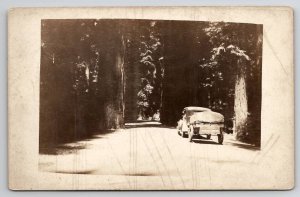 RPPC Old Car Heading Down Road Thru The Giant Trees Real Photo Postcard B47