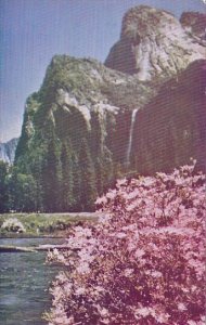 Cailfornia Yosemite Azaleas At Yosemite