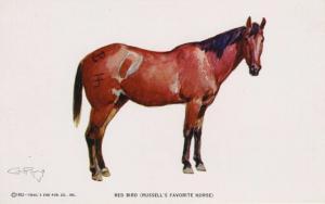 Red Bird Favourite Horse Charles M. Russell Artist CM Trails End Postcard D28