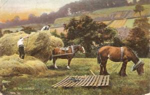  In the Hay Field. Horses Tuck Photochrome Country Life  PC #  4721