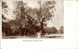 Washington elm Cambridge Mass. BW Antique Undivided Back Postcard Vintage Unused 
