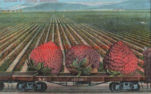 CA, California, Exaggeration, Strawberry Field, Southern Pacific Railroad