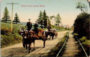 Nova Scotia Express Beams Oxen Pulling Cart Wagon Yarmouth Portrait Postcard E79