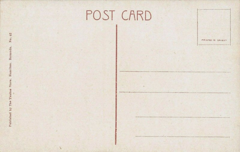 Great Rubber Tree, Bermuda, Early Postcard, Unused