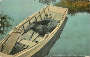 Postcard Florida Captured Alligator Drew & Co 23-4584