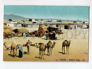 3098889 EGYPT Assuan Bisharin Camp CAMELS Vintage colorful PC