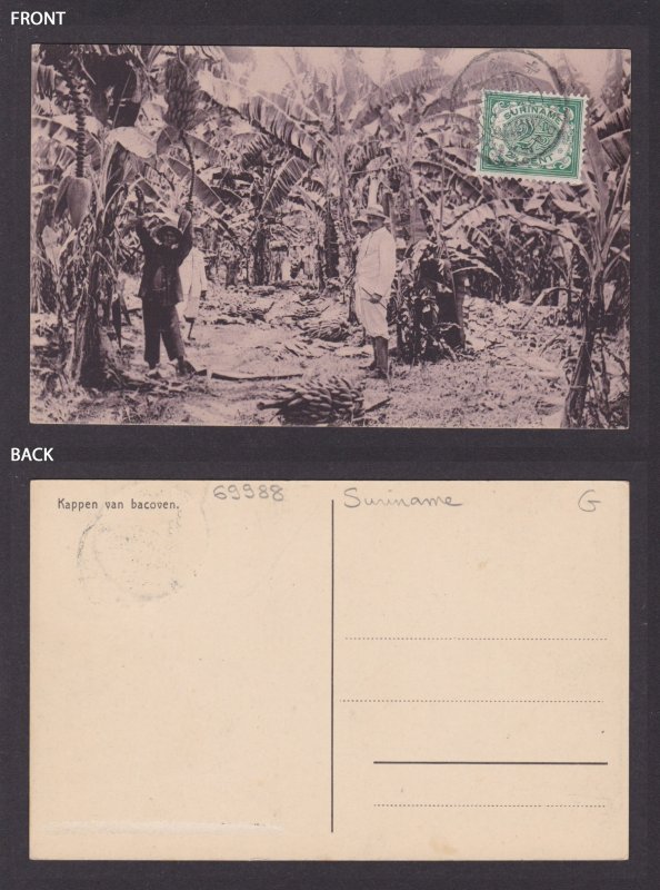 Postcard, DUTCH INDIES, Cutting bananas