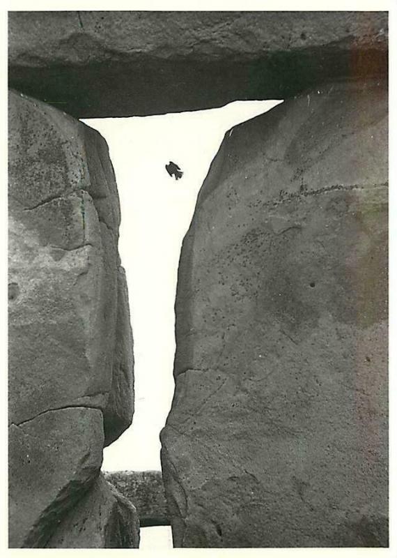 Swallow Flying at Stonehenge Bird in Flight Modern Postcard