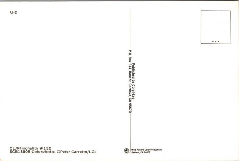 U2 Irish Rock Band Postcard