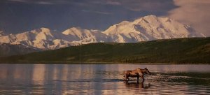 Vintage Postcard Moose Wonder Lake Mt McKinley Alaska Anchorage 1989