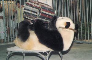 Panda Bear