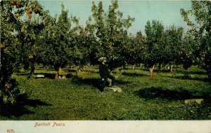 Bartlett Pear PCK Series C-1910 Farm Agriculture Fruit Postcard 7175