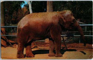 Nosey the Elephant Reading Park Zoo Fresno CA Elephant Postcard Posted 1957