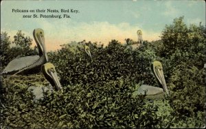 St Petersburg Florida FL Bird Key Pelicans Nesting c1910 Vintage Postcard