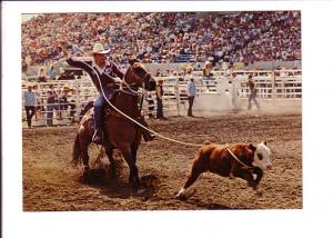 Calf Roping, Calgary Exhibition and Stampede, Alberta