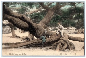 c1910 Big Tree with Lots of Trunks Maiko Park Near Kobe Japan Postcard