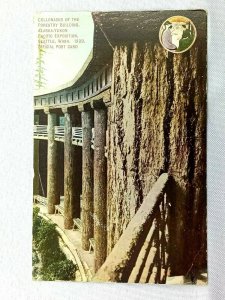 Vintage Postcard 1910 Collonades Forestry Building Alaska-Yukon Exposition Seat