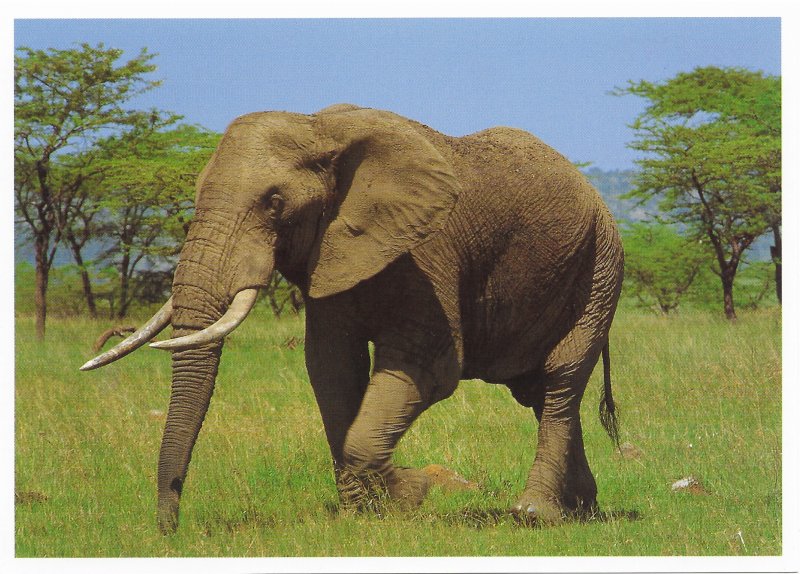 US Exotic Wildlife  Unused - African Bush Elephant.  Beautiful.