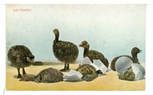 Birds - Ostrich Hatchlings