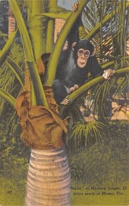 Monkey Jungle Monkey in a Tree - Miami, Florida FL  