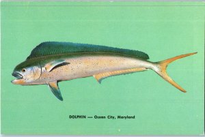 Dolphin Sporting Game Fish Ocean City Maryland Postcard