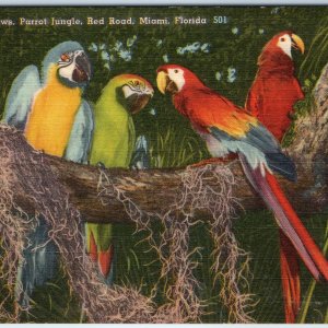 c1940s Miami, FL Colorful Macaws Parrot Jungle Red Road Birds Linen PC Vtg A330