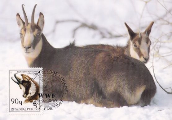 Chamois Deer Albenian WWF Stamp First Day Cover Postcard