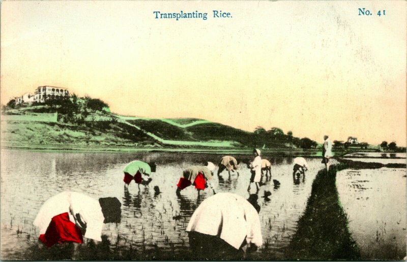 Vtg Postcard 1910s Rural China - Transplanting Rice - S.S. Picture Pub UNP 