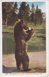 Bear,Ten Minutes for Lunch,Yellowstone Park,Wyoming,00-10s