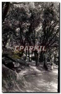 Postcard Modern Noirmoutier the wood of the Chaize Green oaks