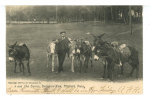 MA - Pittsfield. Berkshire Park, The Burros  ca 1905