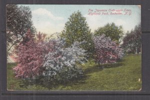 NEW YORK, ROCHESTER, JAPANESE CRAB APPLE TREES, 1907 ppc., used.