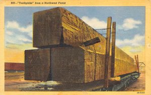 Toothpicks, Northwest Forest Oregon, USA 1949 