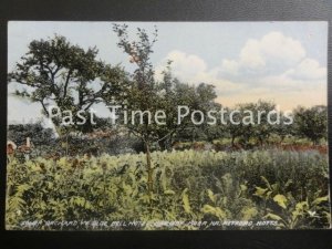 c1906 - Barnby Moor, Lower Orchard, Ye Olde Bell Hotel, near Retford, Notts