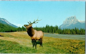 Bull Elk Wapiti Located In A Number Of Canadas National Parks Postcard