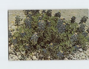 Postcard Bluebonnet State Flower of Texas USA