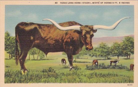 Texas Long Horn Steer Width Of Horns Over 9 Feet 6 Inches Curteich