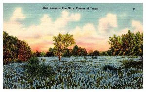 Postcard NATURE SCENE State Of Texas TX AP2611