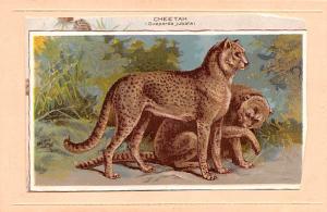 Cheetah, paper of Cheetah glued on front of postcard Unused Cheetah,  paper o...